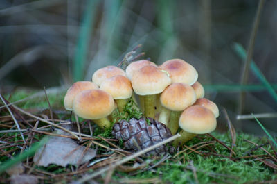 Close-up of mushrooms