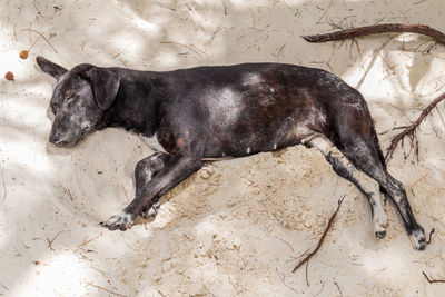 High angle view of dog sleeping on sand