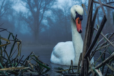 Swan swimming in lake in winter