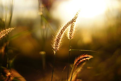 Close-up of stalks in field against sky at sunset