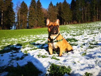 Dog standing on snow covered land