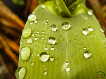 Close-up of raindrops on leaves