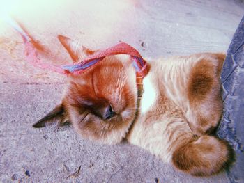 High angle view of cat sleeping