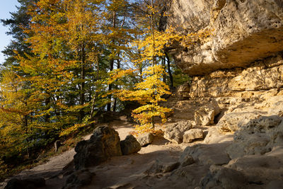 High angle view of trees in forest