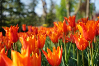 Close-up of orange flowers blooming outdoors