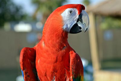 Close-up of macaw parrot