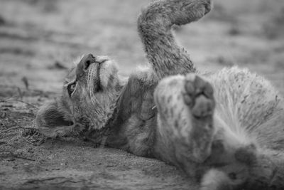 Close-up of lion cub lying on field