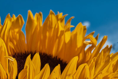 Close-up of sunflower on field against sky