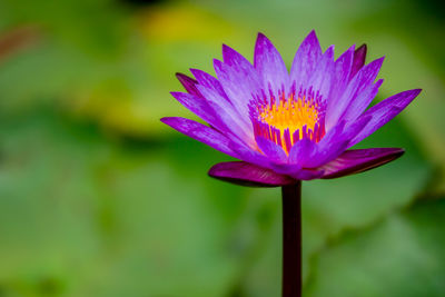 Close-up of purple flower