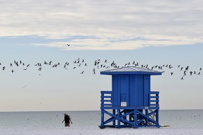 Birds flying over beach