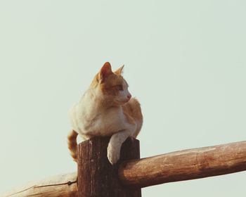 Cat sitting on wooden fence against clear sky