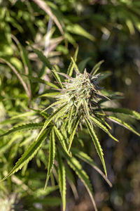 Close-up of fresh green plant