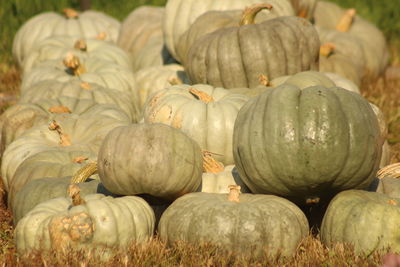 Close-up of pumpkins for sale at market