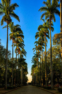 Scenic view of palm trees against clear sky