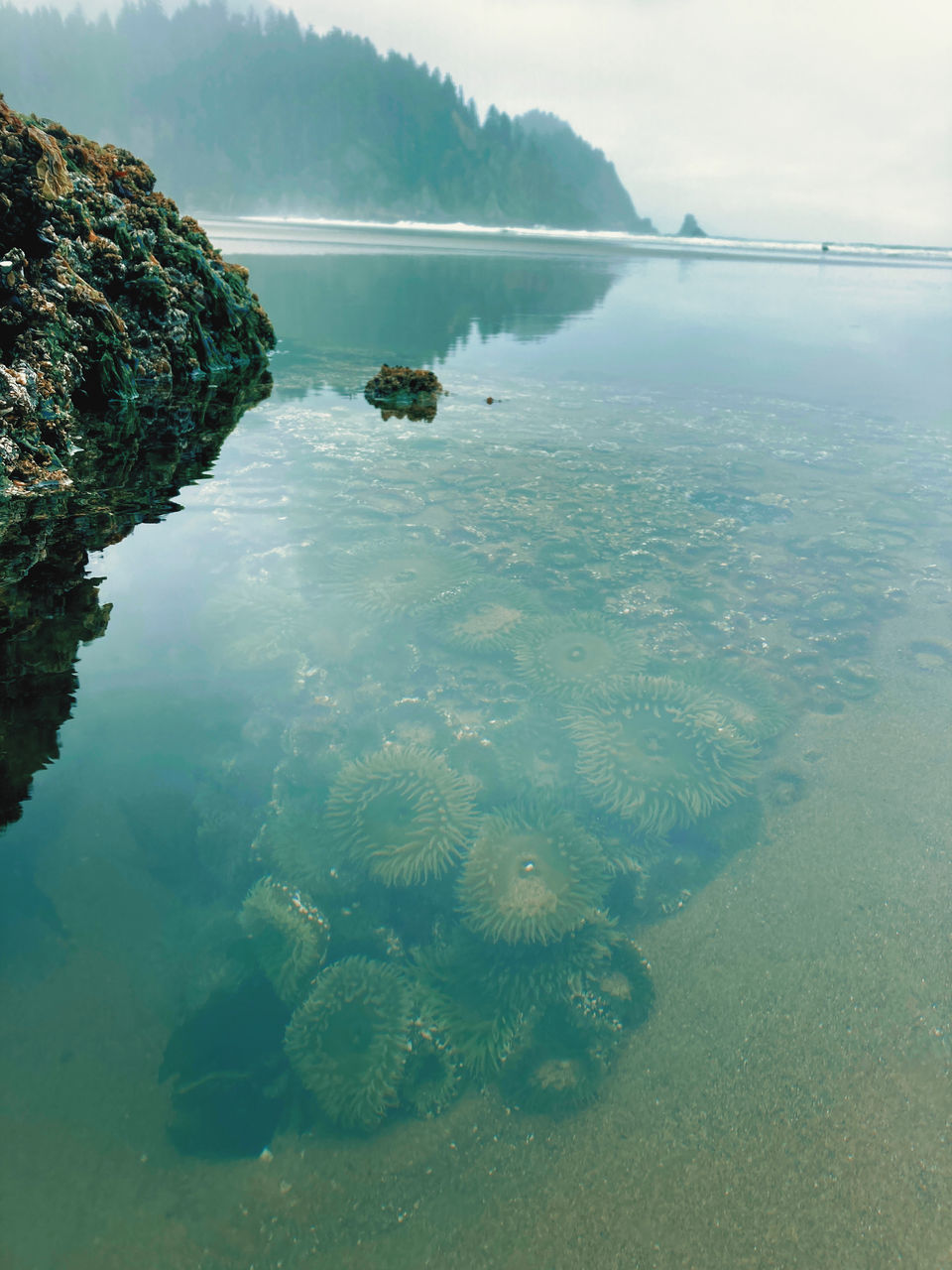 SCENIC VIEW OF ROCKS IN SEA