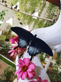 Close-up of butterfly perching on hand