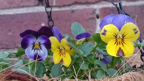 Close-up of purple flowering plants