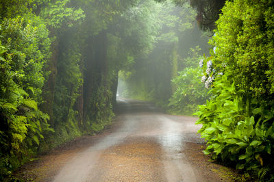 Empty road along trees