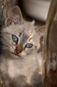 Close-up portrait of a cat