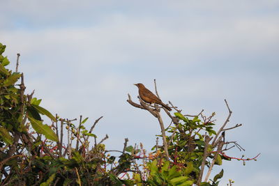 Low angle view of bird perching on tree against sky