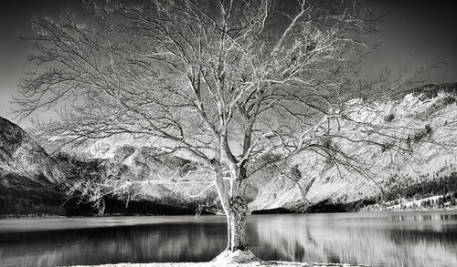 Bare tree by lake against sky