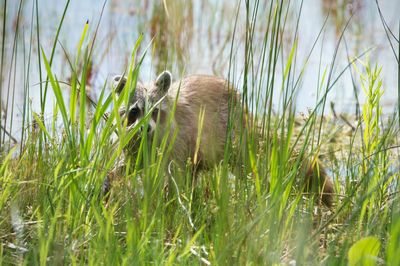 Close-up of lizard on grass