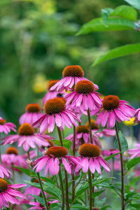 Close-up of pink flowering plant