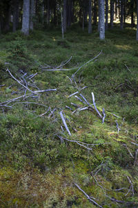 Trees growing in forest