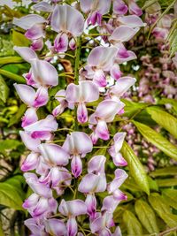 Close-up of pink flowering plant