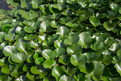 Full frame shot of green leaves on plant