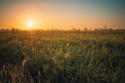 Scenic view of field against sky during sunset