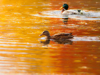 Ducks in a lake