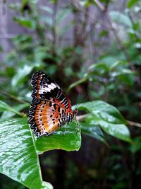 Close-up of butterfly on leaf