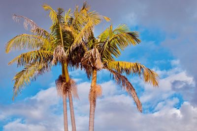 Low angle view of palm tree against sky