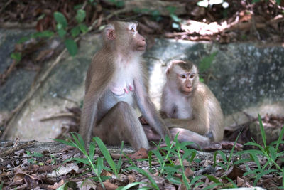 Mother and son monkey are lovely in the forest.