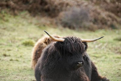 Close-up of a horse on field