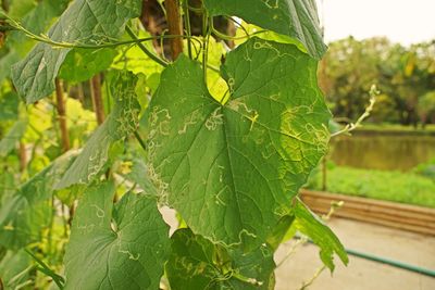 Close-up of wet leaves