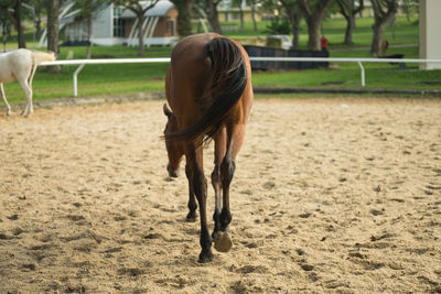 Horse grazing on field