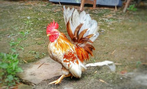 Close-up of chicken in the dark