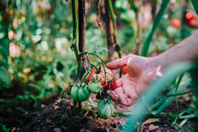 Midsection of person holding plant