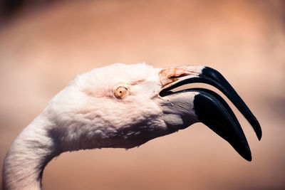 Flamand rose palmyre zoo in les mathes france