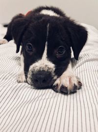 Portrait of puppy on bed