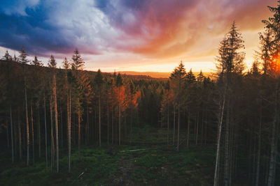 Scenic view of forest against sky at sunset