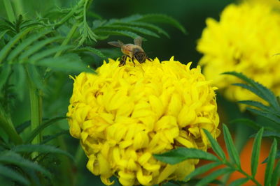 Close-up of bee pollinating flower