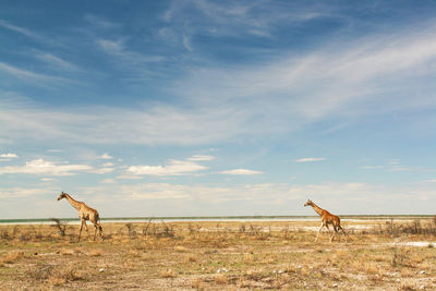 Giraffes standing on landscape against sky