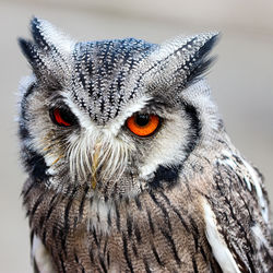 Close-up portrait of a owl