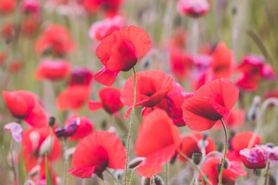 Close-up of red flowering plants