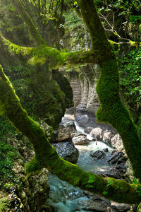 Scenic view of waterfall in forest
