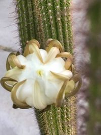 Close-up of succulent plant