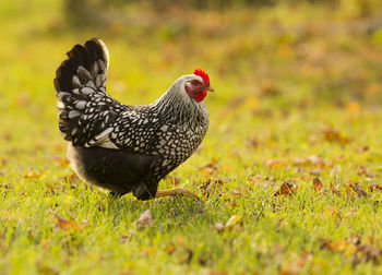 Close-up of a bird on field